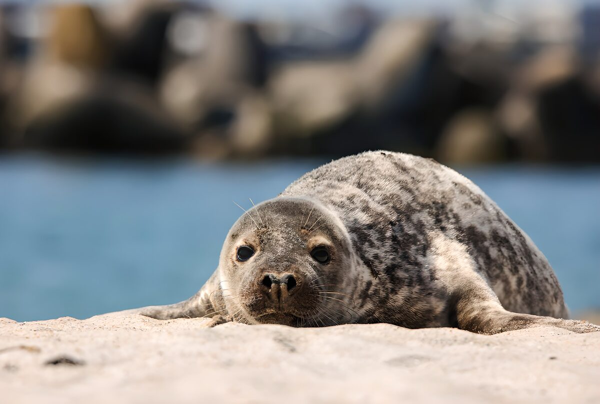 Schattige zeehond op het strand