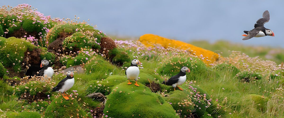 Puffins op een bloeiende heuvel