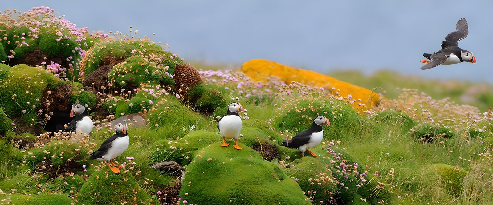 CW2132885: Puffins op een bloeiende heuvel