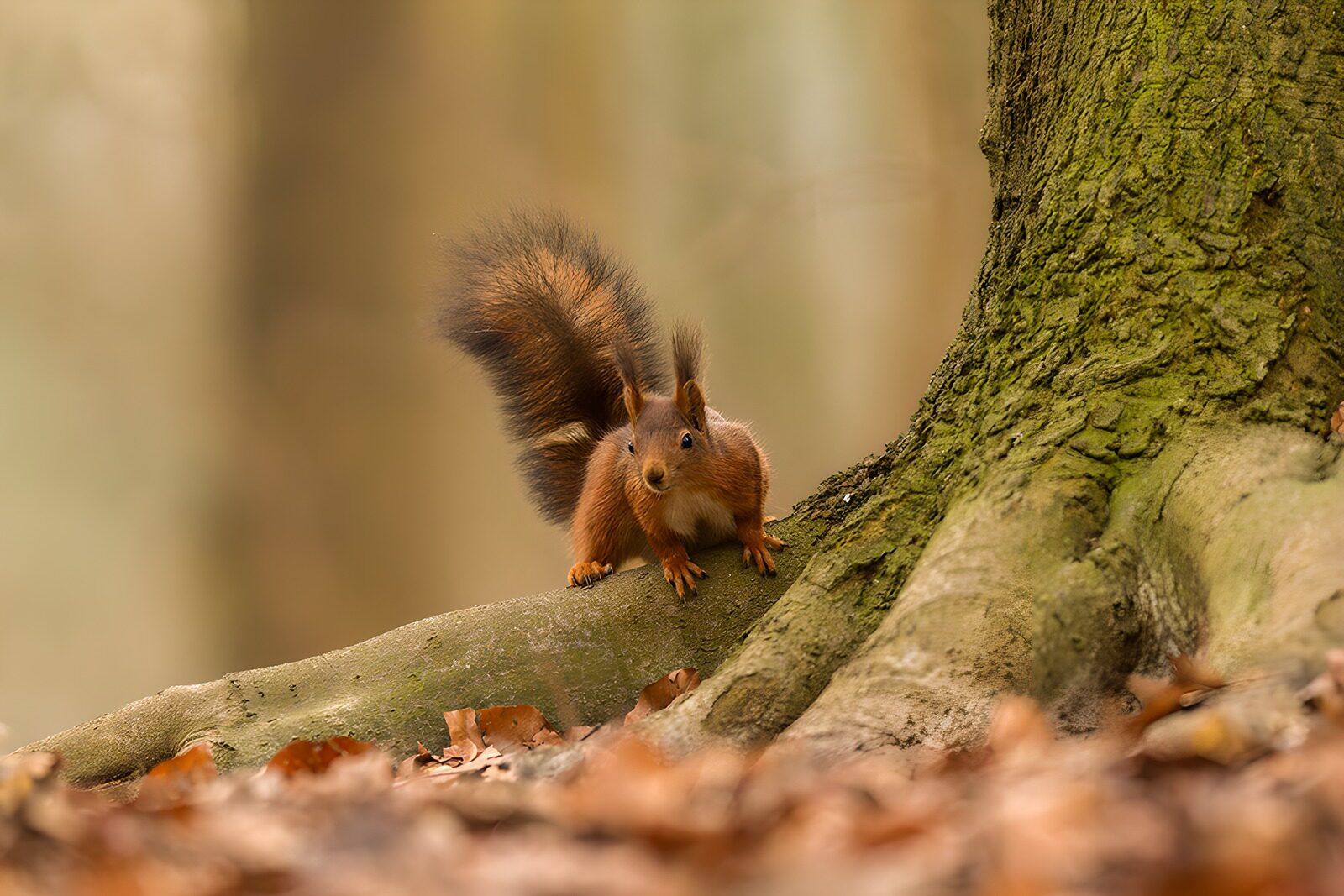 CW1983794: Schattig eekhoorntje in het bos