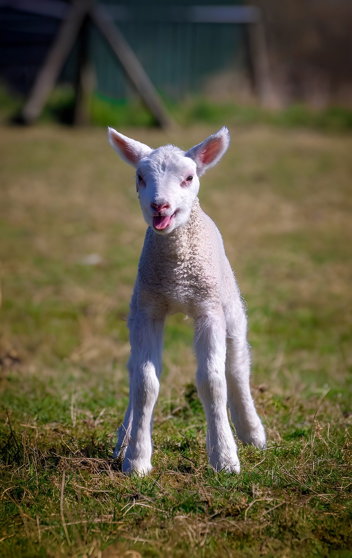 Speels lammetje op het gras
