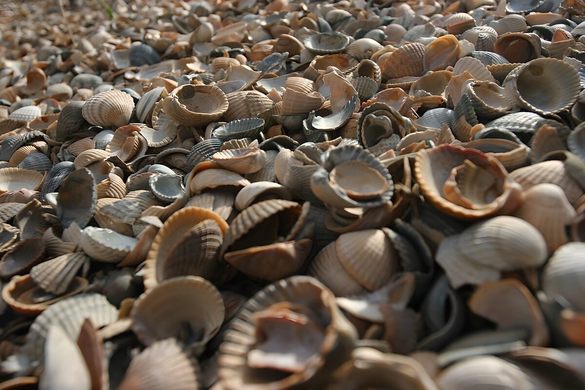 CW7698758: Kleurige schelpen op het strand