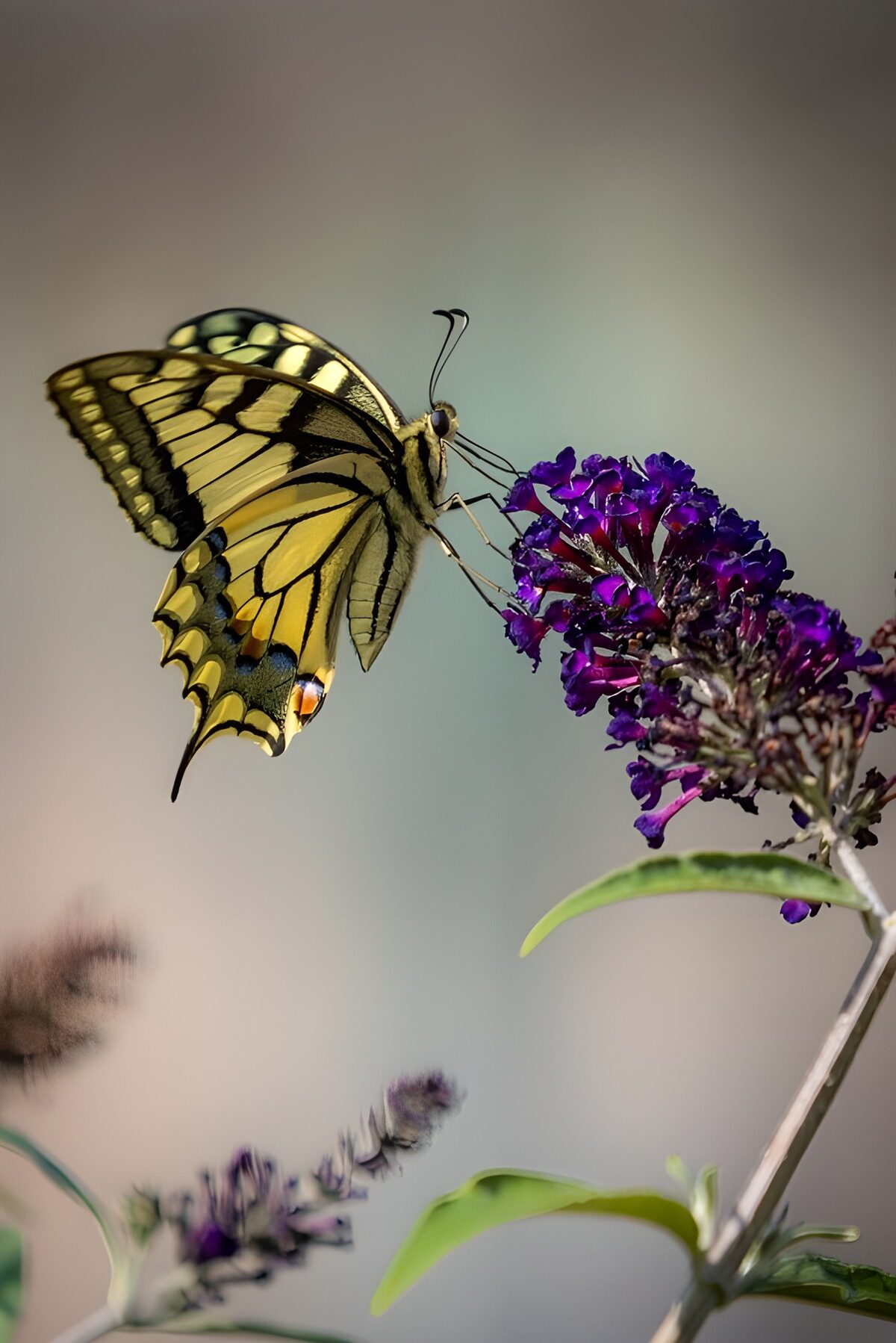 CW6113468: Schitterende vlinder op paarse bloem