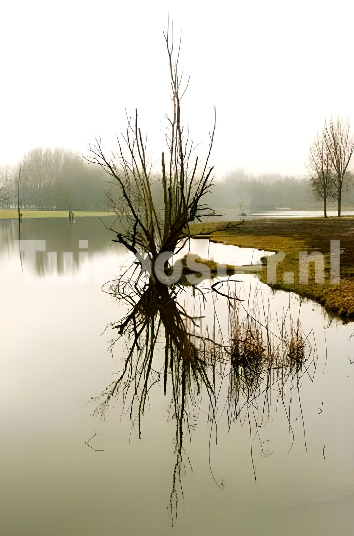 CW3157211: Mistige reflectie van een boom
