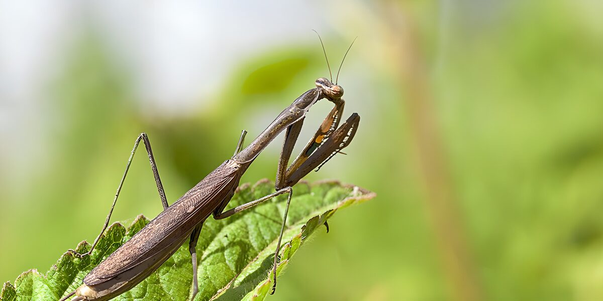 Biddenmantis op een blad