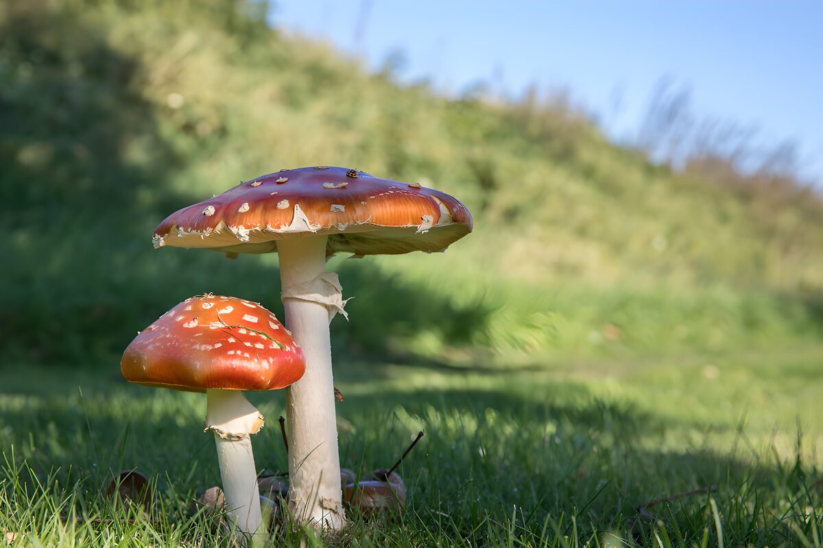 Vrolijke vliegenzwammen in de natuur