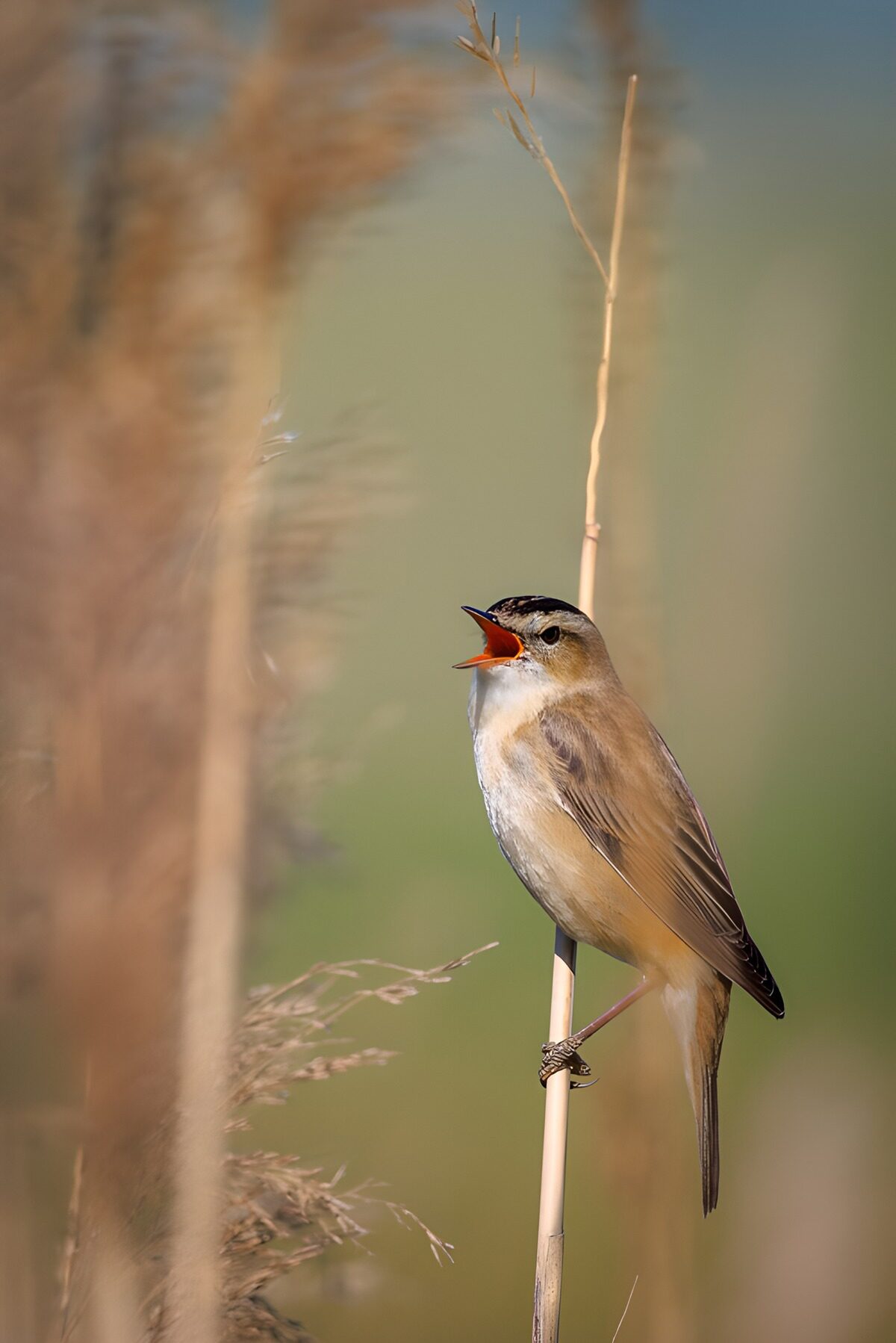 CW2308493: Zangende vogel in het riet