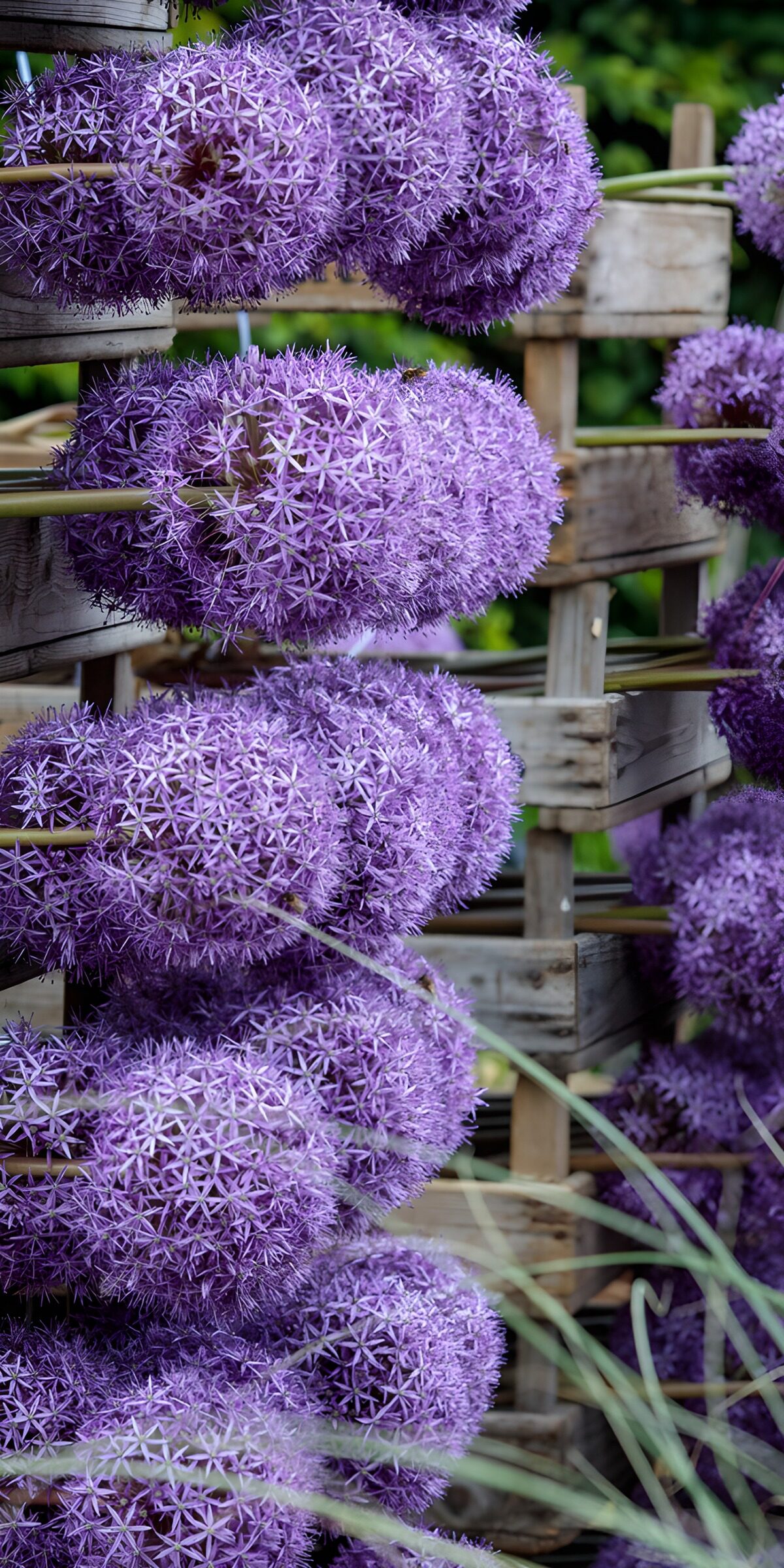 CW7735517: Prachtige paarse bloemen in dozen
