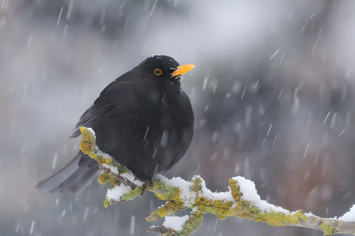 Merel in de sneeuw