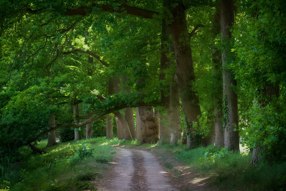 CW8583921: Rustige Wandeling door het Groen