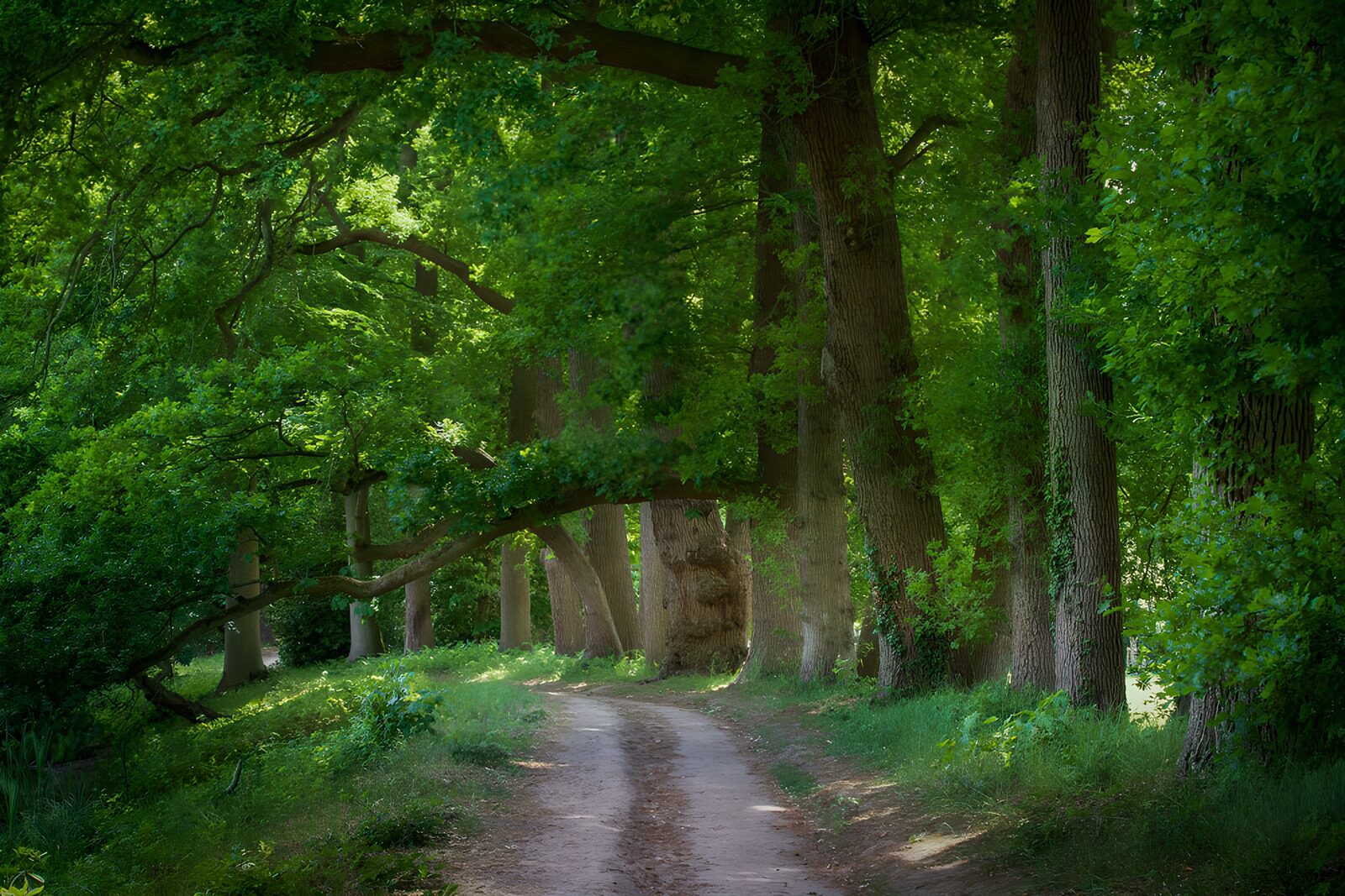 CW8583921: Rustige Wandeling door het Groen