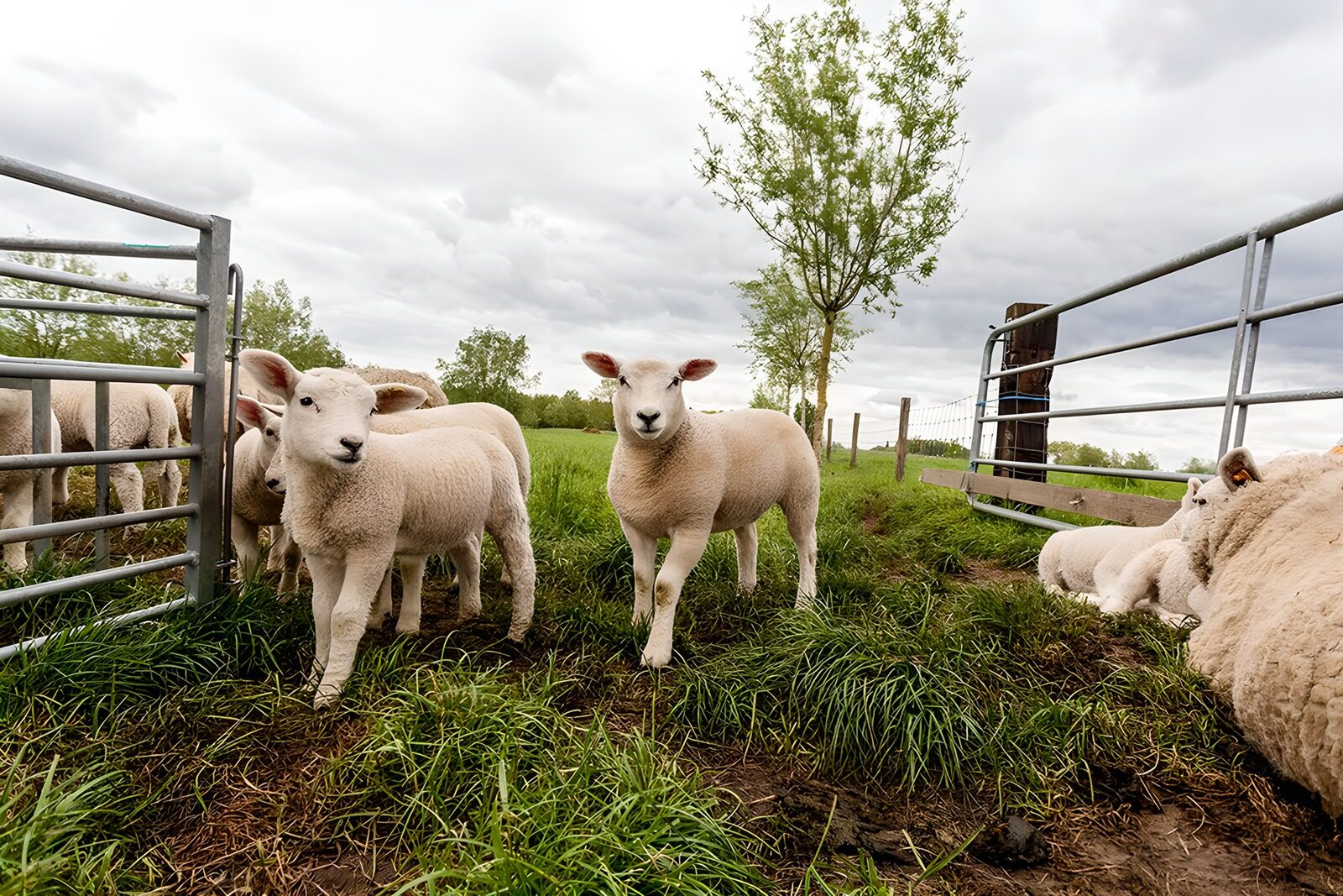 CW2954075: Schattige lammetjes op de boerderij