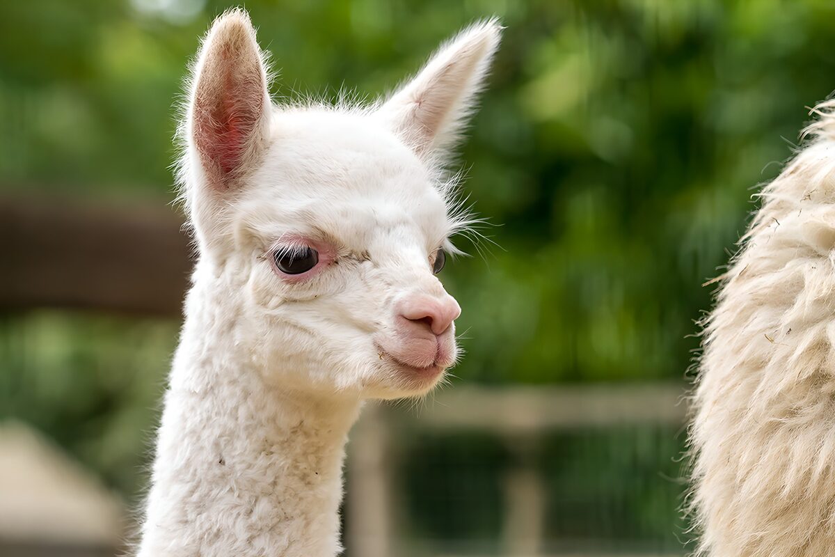 Schattige witte alpaca in de zon