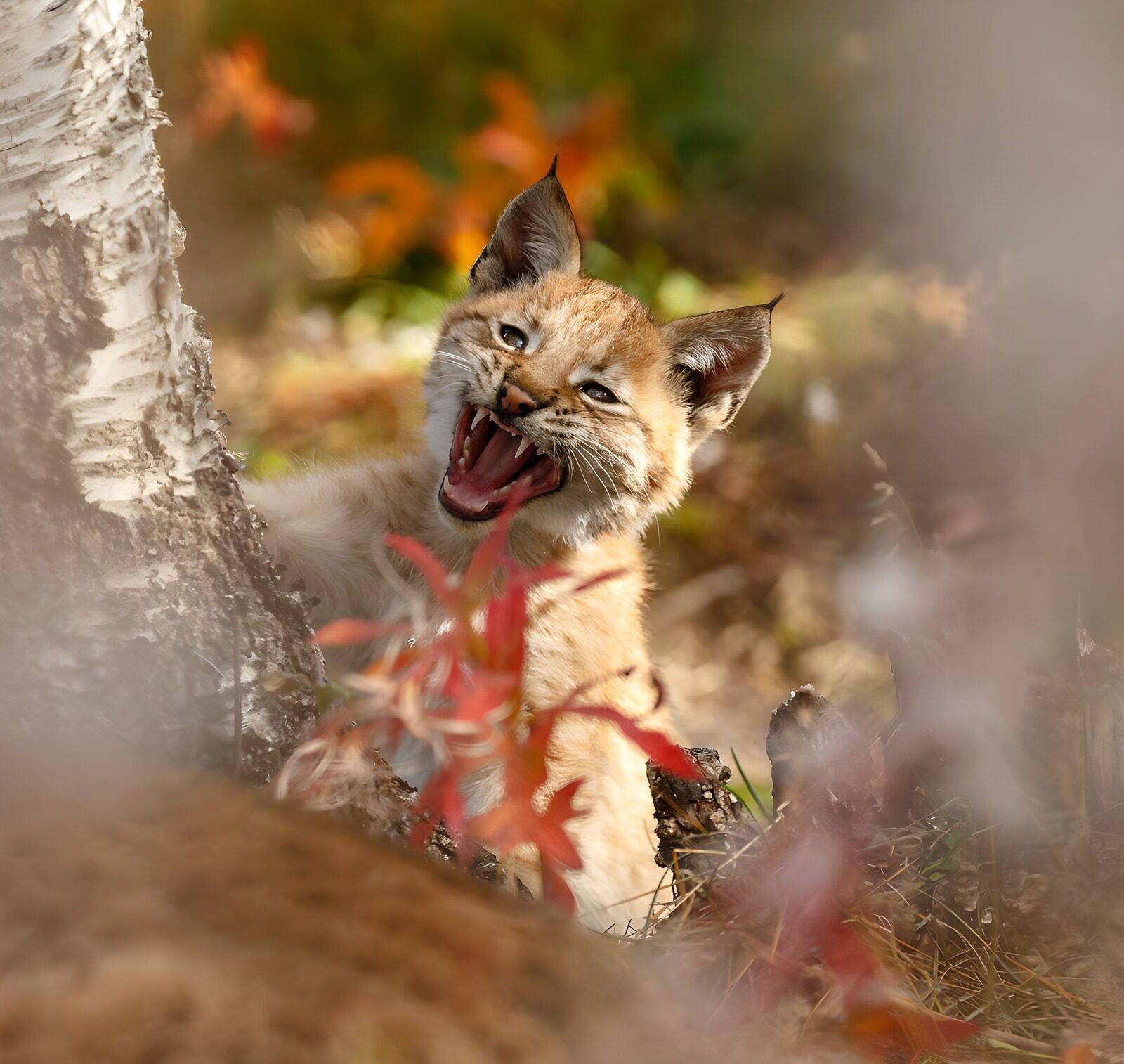 CW2379965: Speelse lynxwelp in de natuur