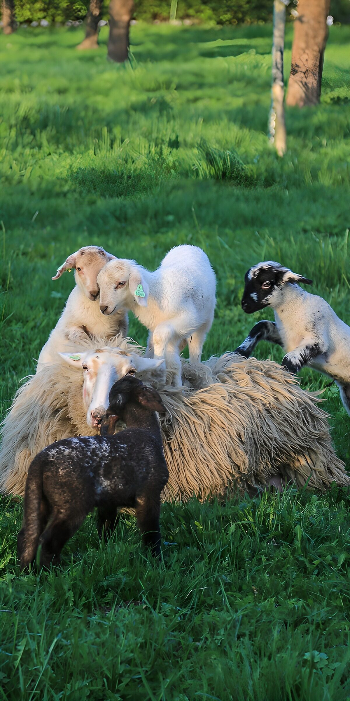 CW5257049: Speelse lammetjes in het gras