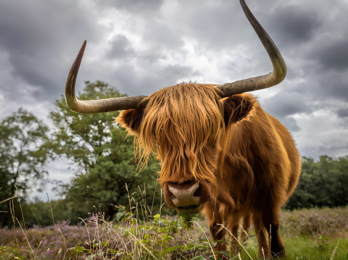 Schotse Hooglander in Natuurlijke Omgeving