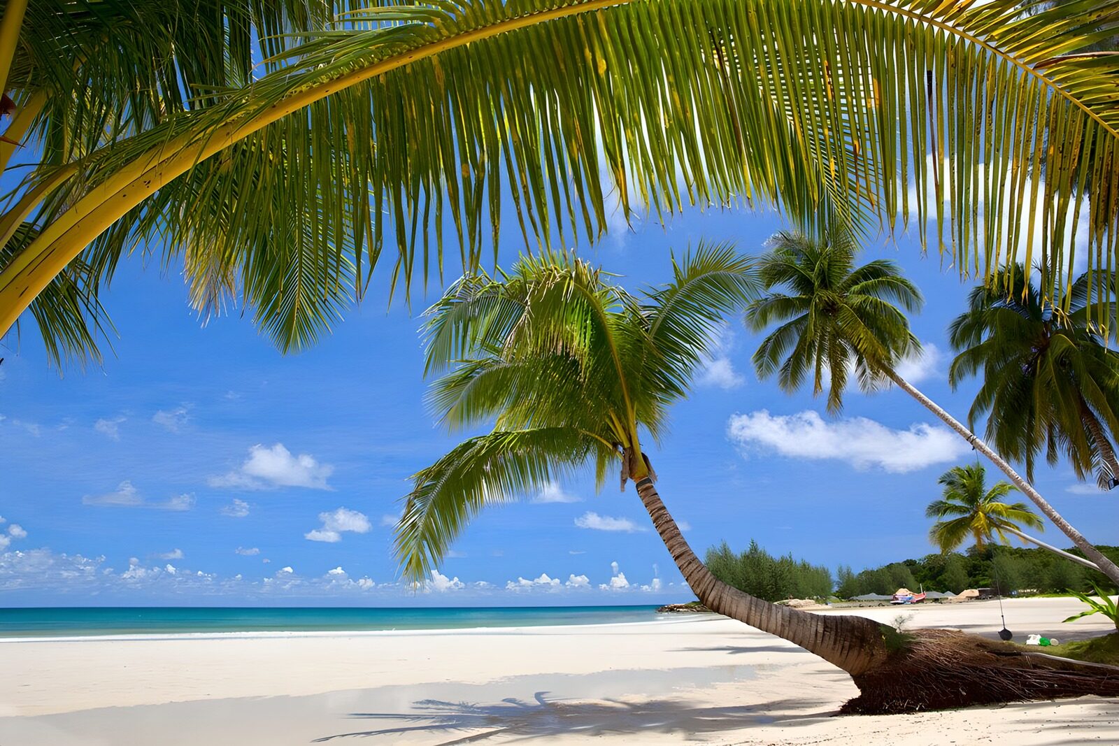 CW2008799: Tropisch strand met palmbomen