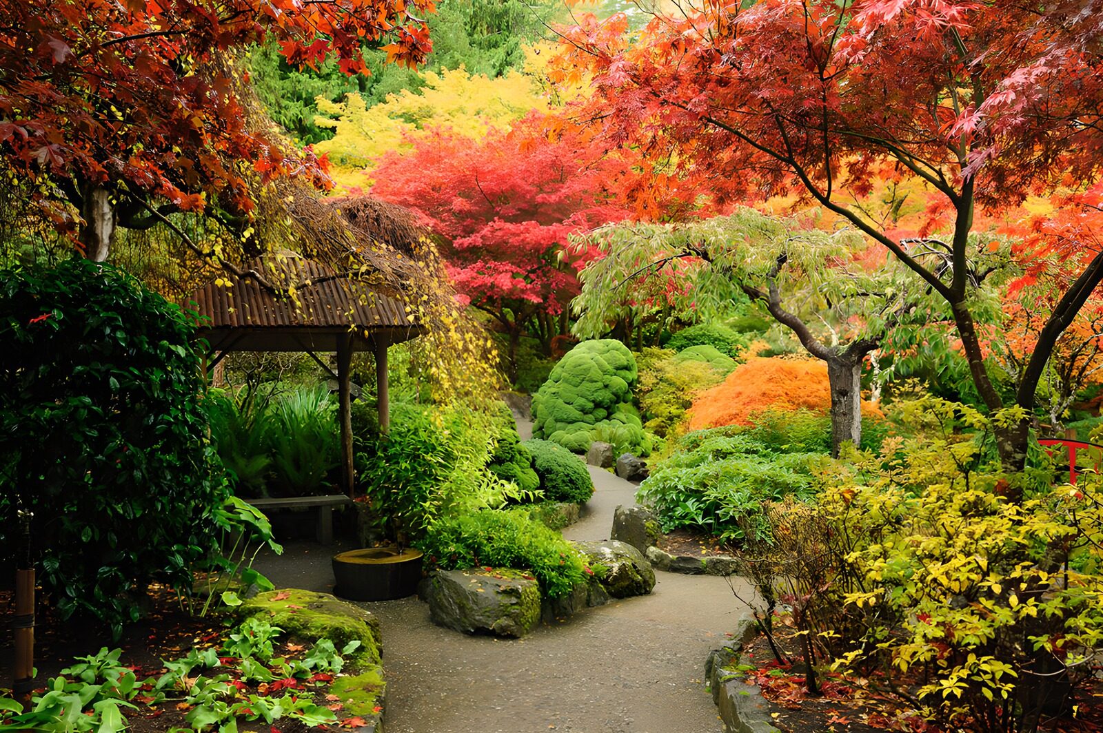 CW4454884: Kleurrijke Herfst in de Tuin