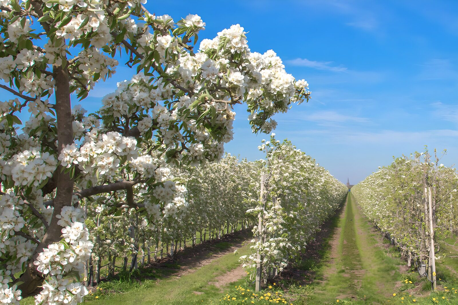 CW3887530: Bloeiende appelboomgaard in de lente