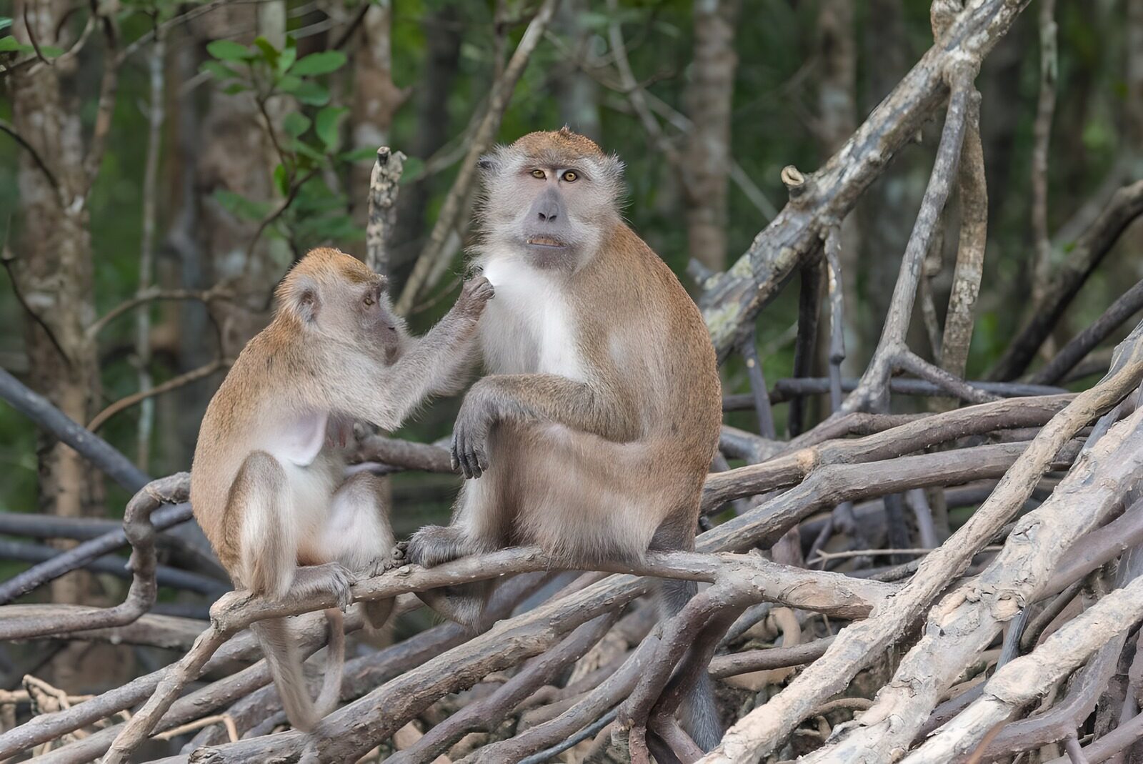CW2497613: Mama aap en jong op takken