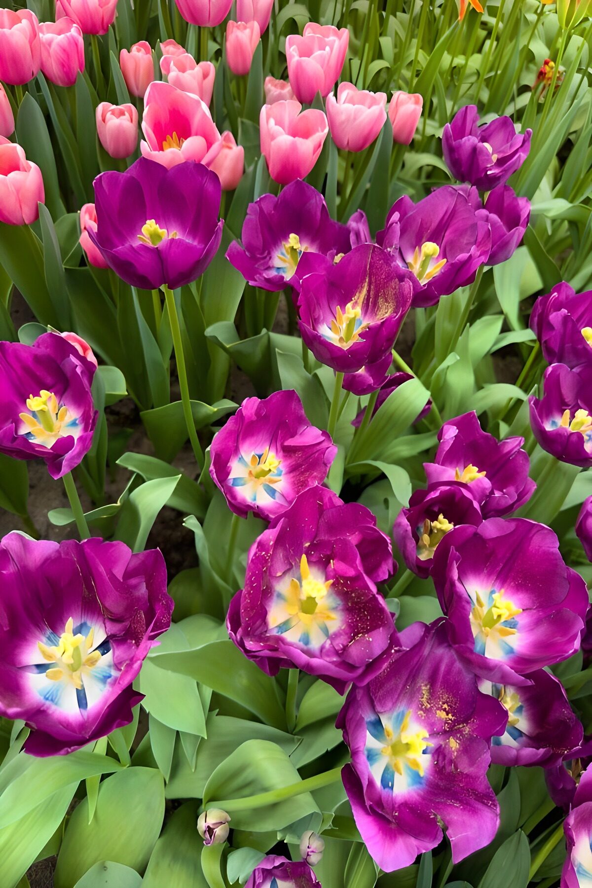 Prachtige paarse tulpen in bloei