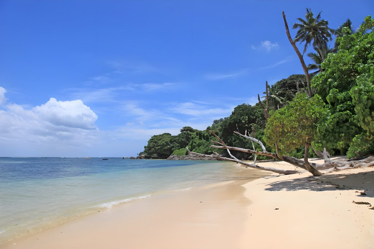 Tropisch Strand met Palmbomen