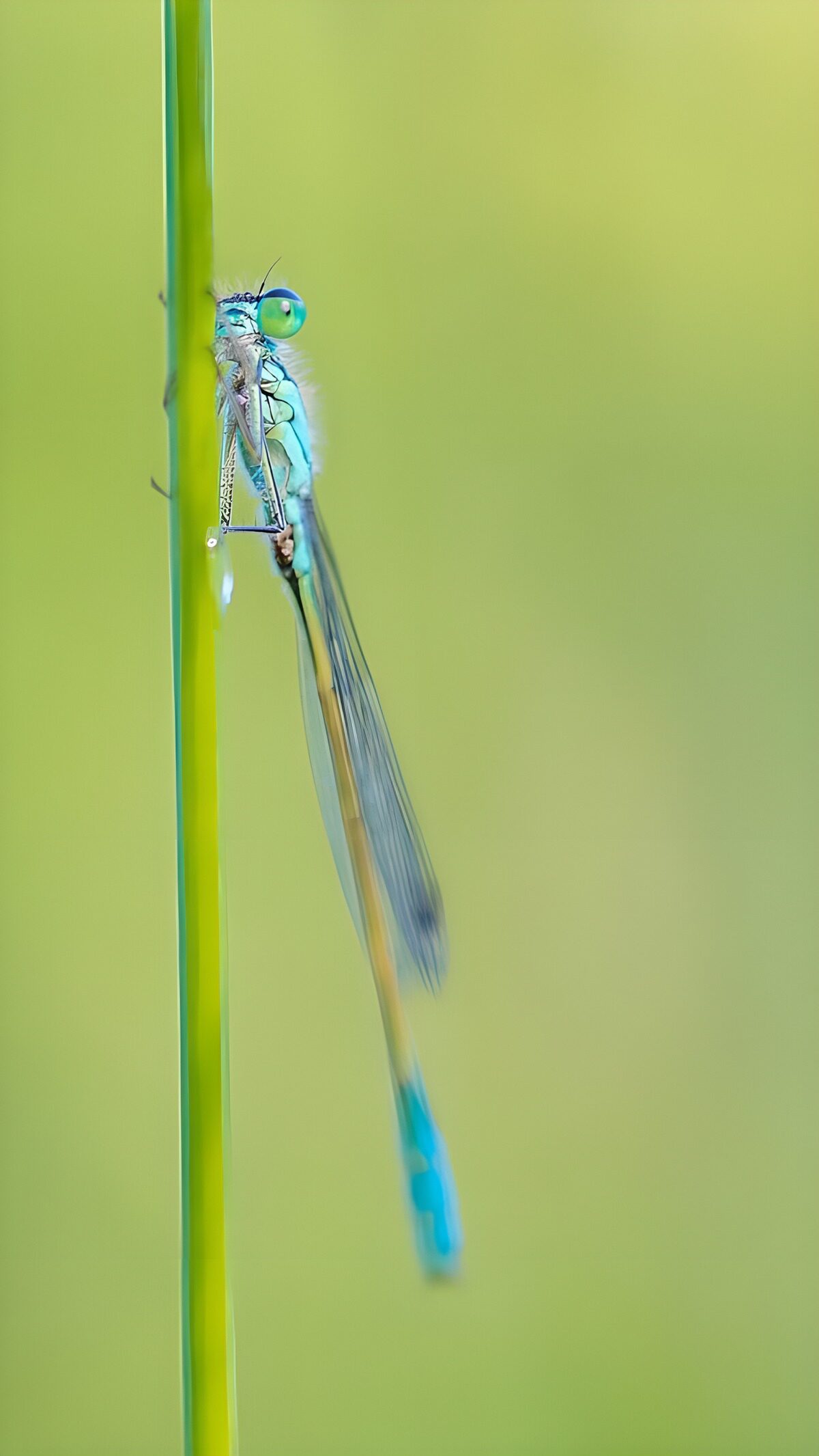 CW6978143: Vlinderlibelle naast grasspriet