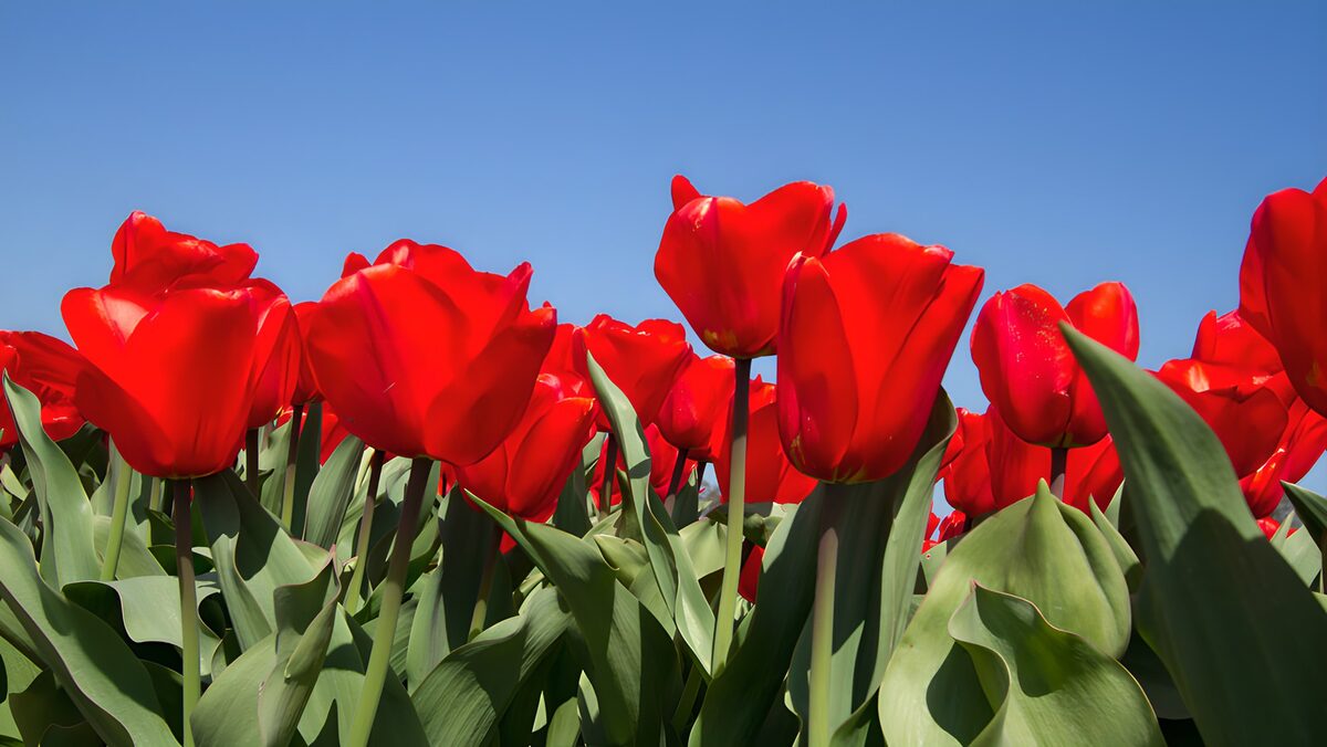 Heldere rode tulpen onder een blauwe lucht