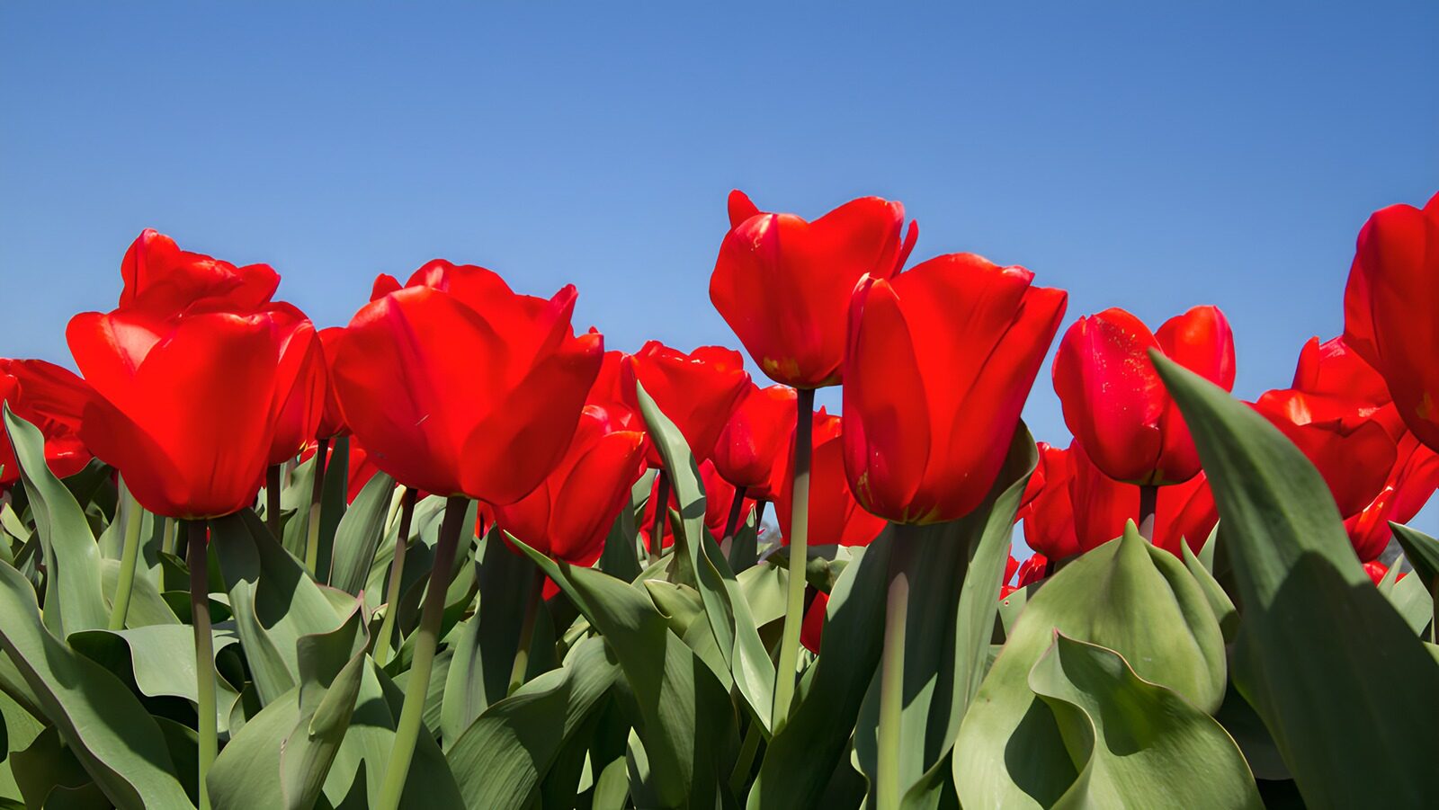 CW4306012: Heldere rode tulpen onder een blauwe lucht