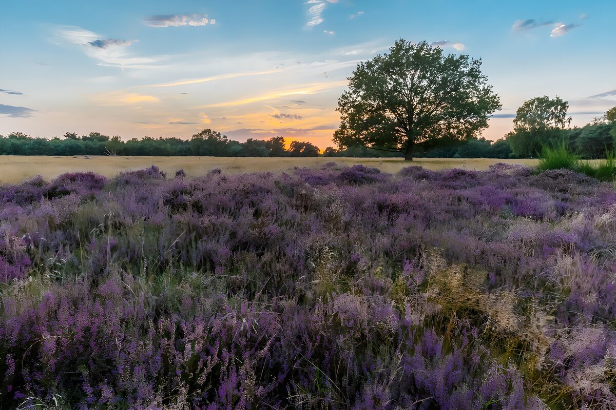 Prachtige heidevelden tijdens zonsondergang