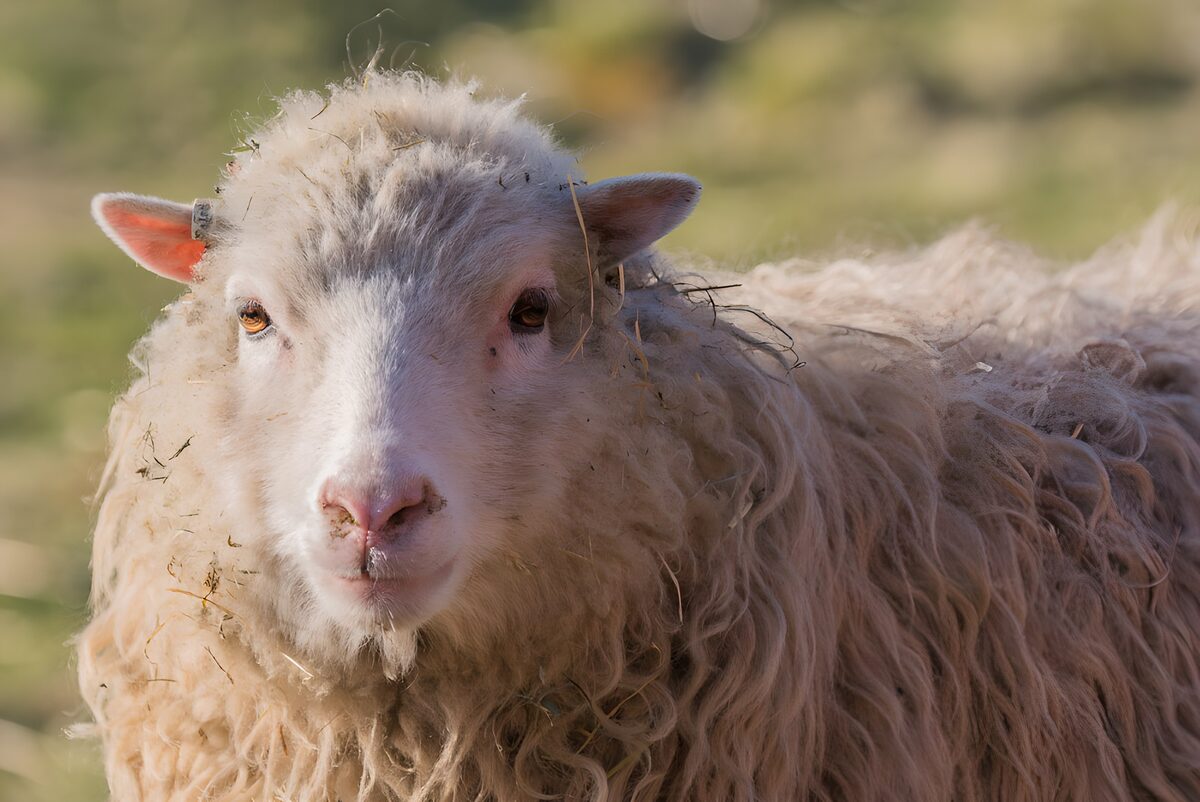 Schattig schapenportret in de wei