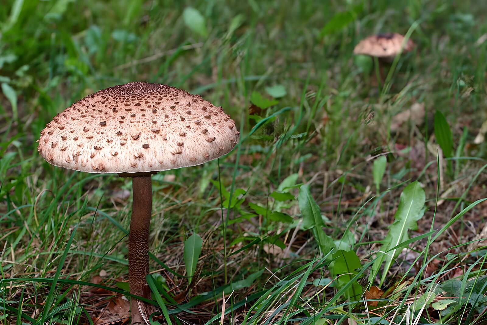 CW6711218: Paddenstoel in het gras