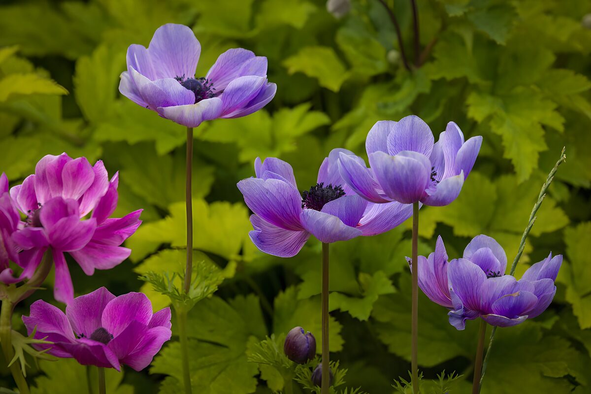 Paarse en roze anemonen