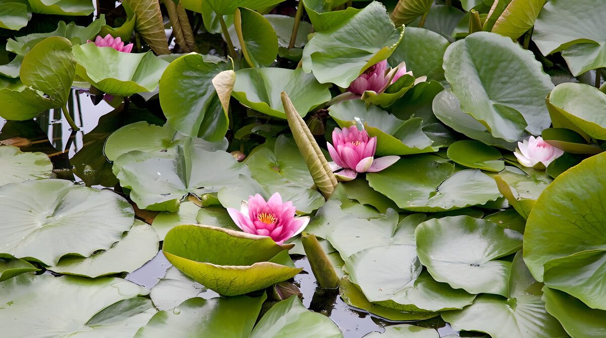 Prachtige waterlelies in een rustige vijver