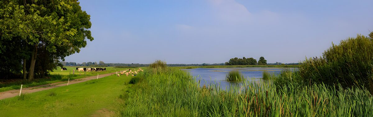 CW7571258: Rustig landschap met koeien en water