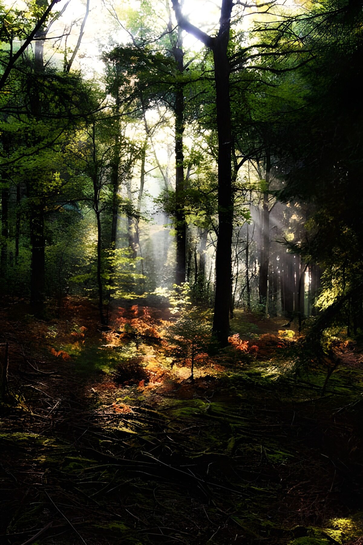 Mysterieus Bos met Zonlicht