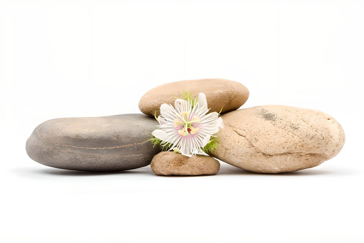 Rustige stenen met een bloem