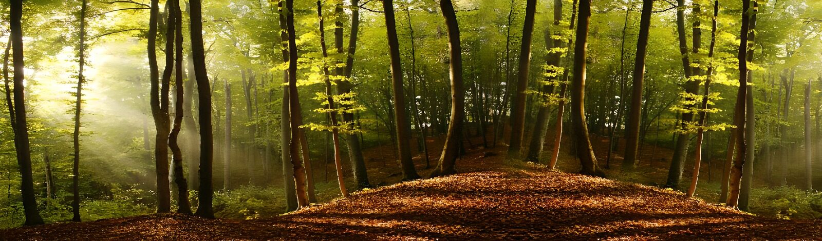 CW6621203: Betoverend bos in de herfst