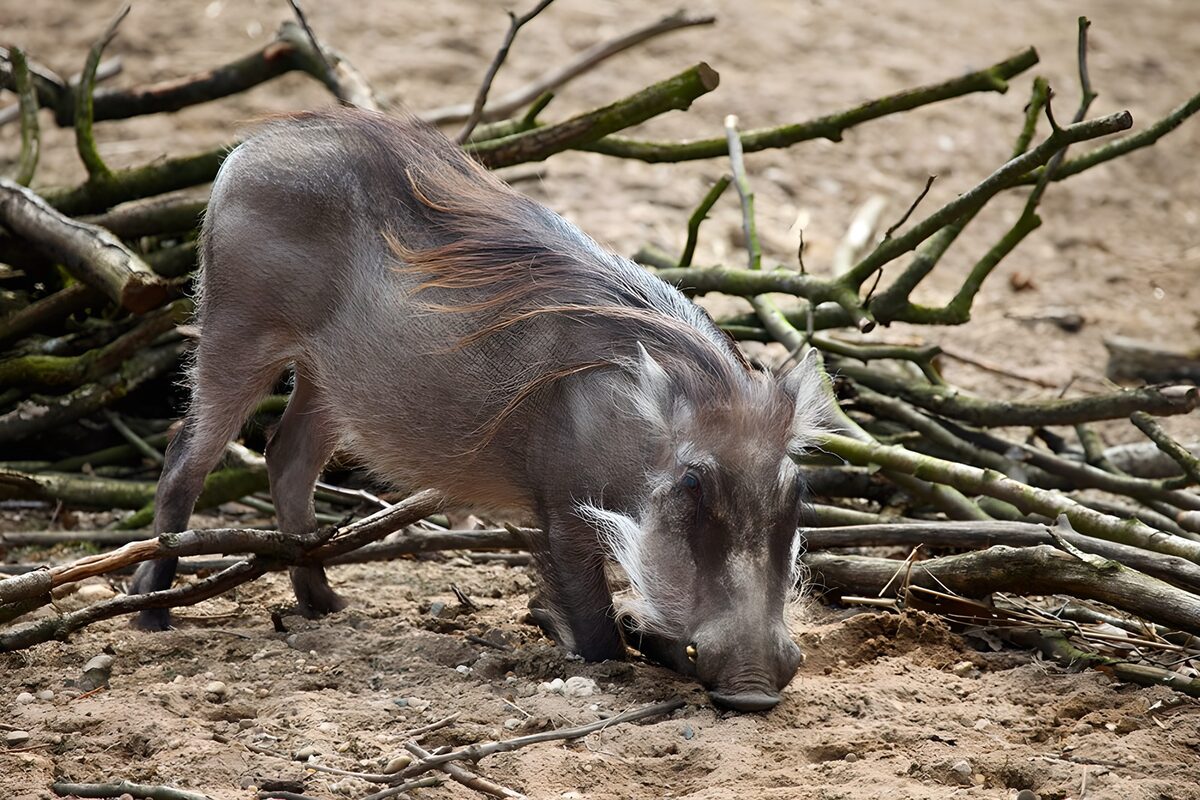 Wrattenzwijn in de natuur