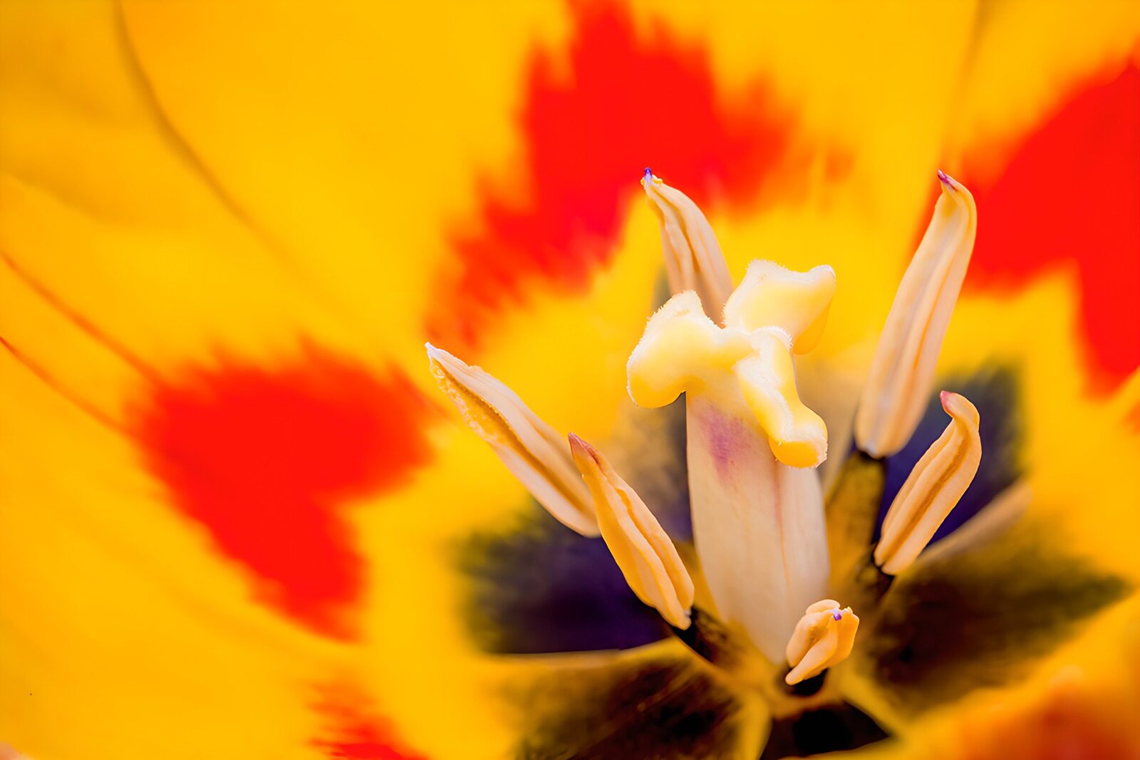 CW1113225: Kleurrijke tulp in close-up