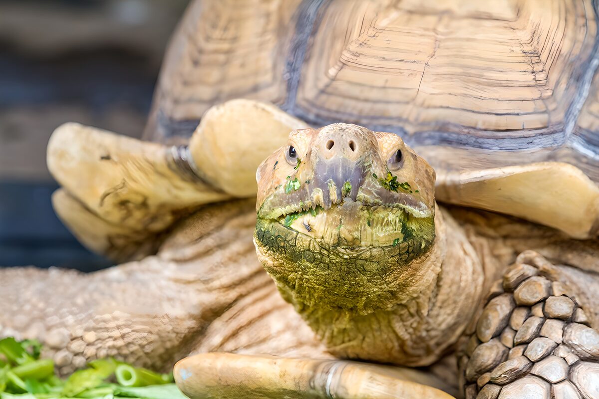 Indrukwekkende Schildpad in Close-up