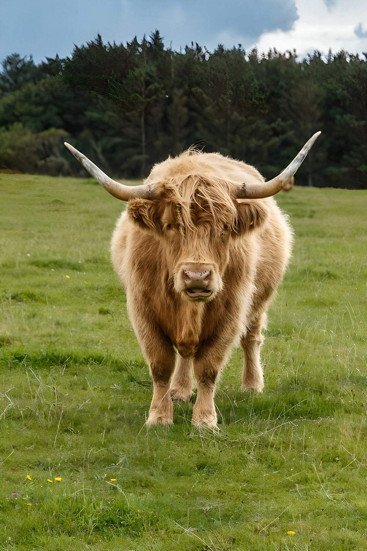 CW7904021: Schotse Hooglander in het Groene Veld