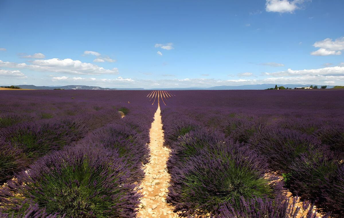 Prachtig lavendelveld onder blauwe lucht