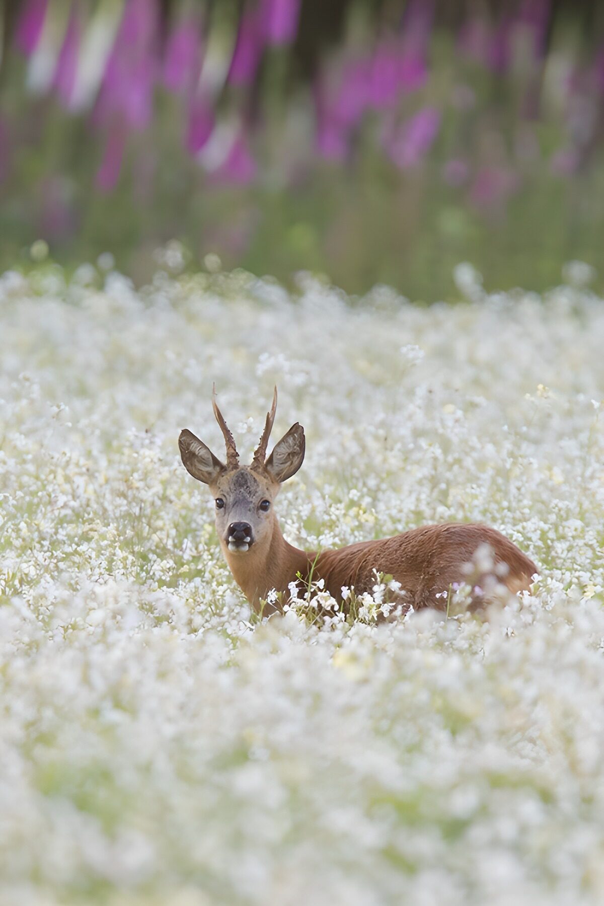 Ree in bloeiende veld