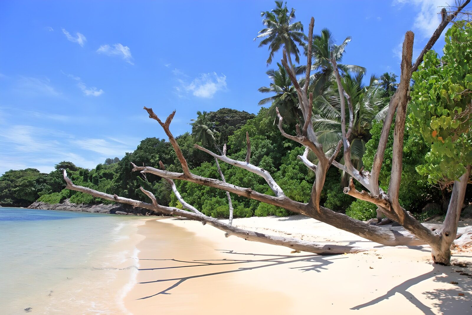 CW5561892: Zonovergoten strand met dode bomen