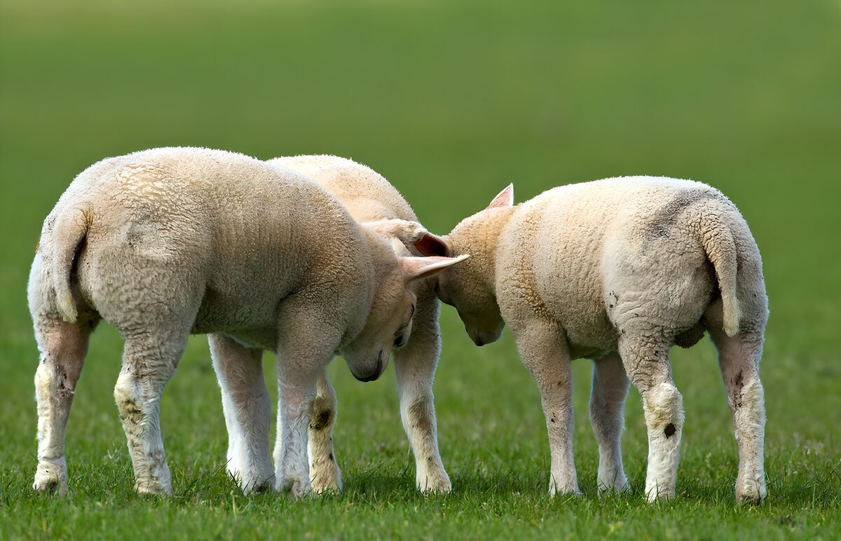 Drie lammetjes in een groene weiland