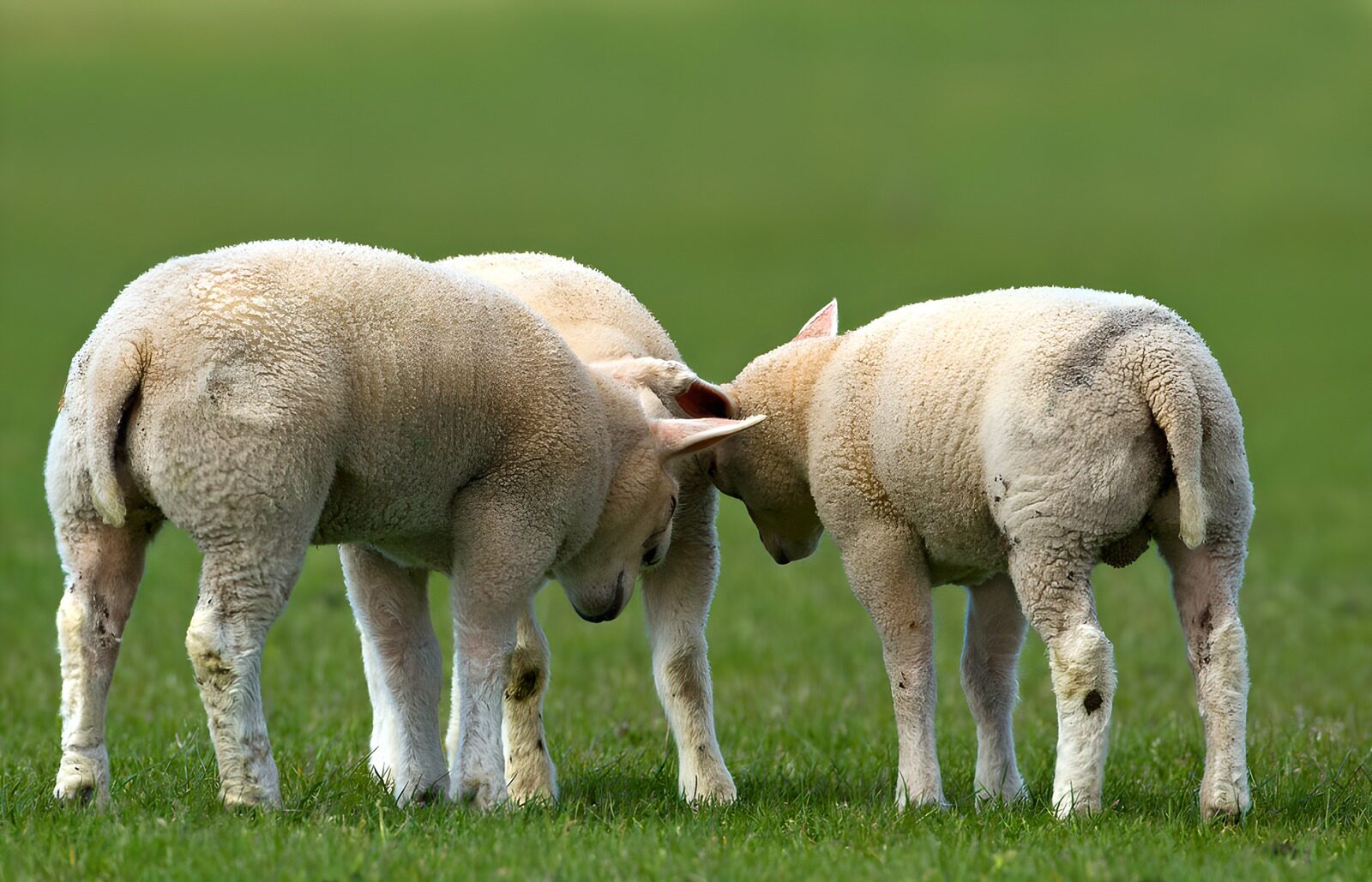 CW4976726: Drie lammetjes in een groene weiland