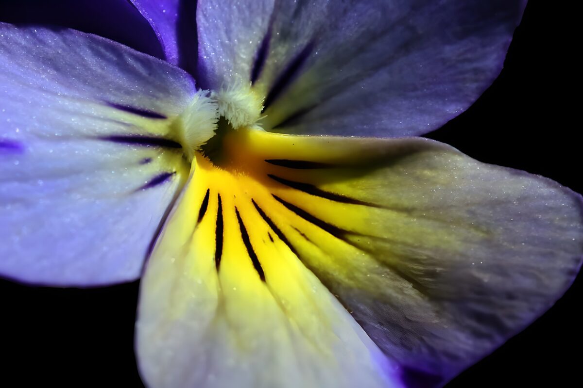 Prachtige paarse bloem