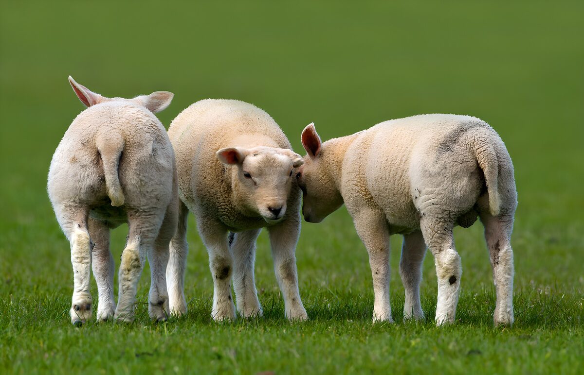 Drie lammetjes in het groen