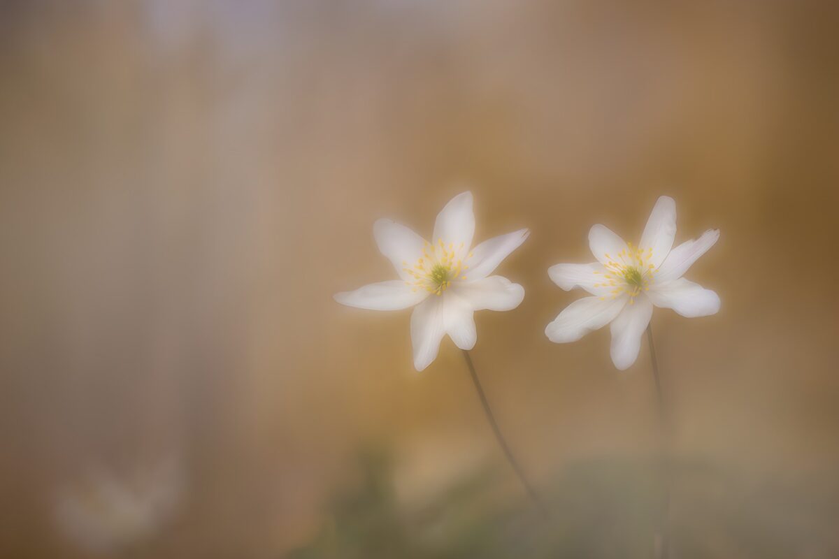 Twee witte bloemen in zacht licht